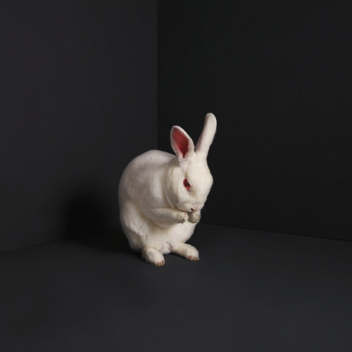 Brume (USA) : Rabbits