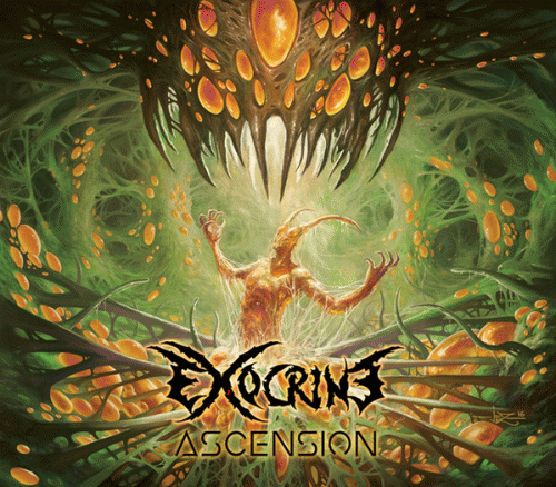 Exocrine : Ascension