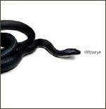 Slitheryn : Snake