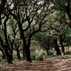 Amères Victoires : Bromazépam