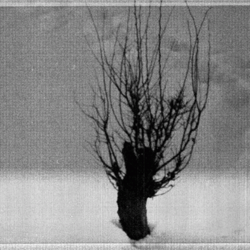 Arbre : IV