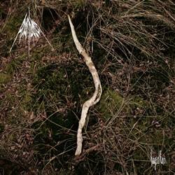 Asarhaddon : Haginthorn