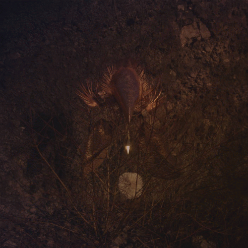 BongBongBeerWizards : Ampire