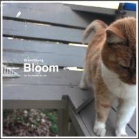 Braveyoung : Bloom