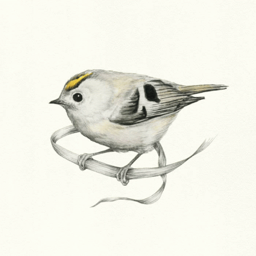 Danefae : Fuglekongen