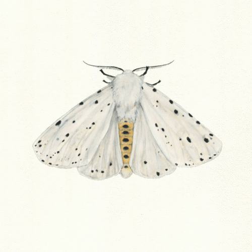 Danefae : Natsværmer