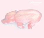 Delicatessen (FRA) : Zoologic