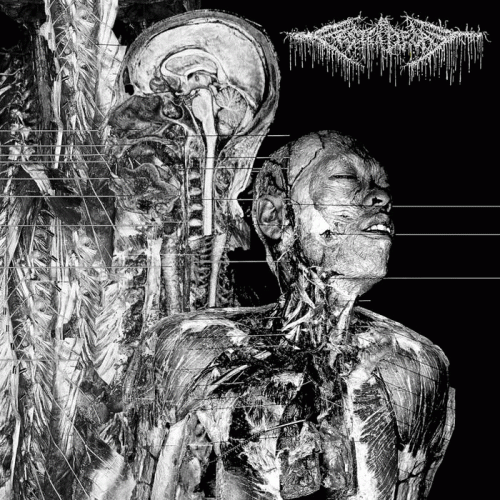 FesterDecay : Aborticide