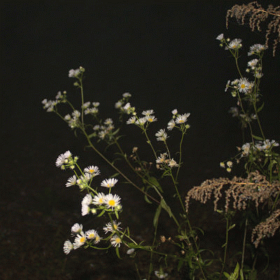 Fugit : Metacognition