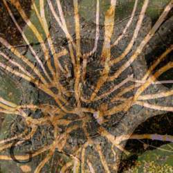 Godheadscope : Meristem