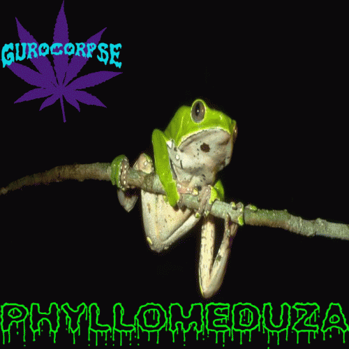 Phyllomeduza