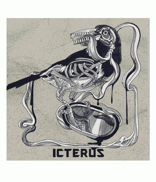 Icterus