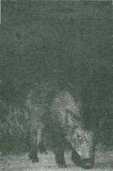 Ildjarn : Minnesjord