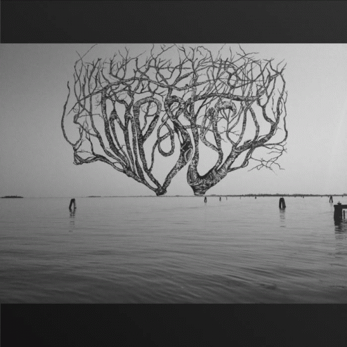 Imposter : Araucaria