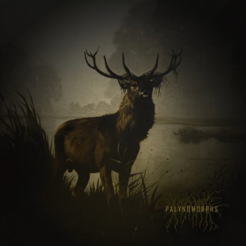 Lascar : Palynomorphs