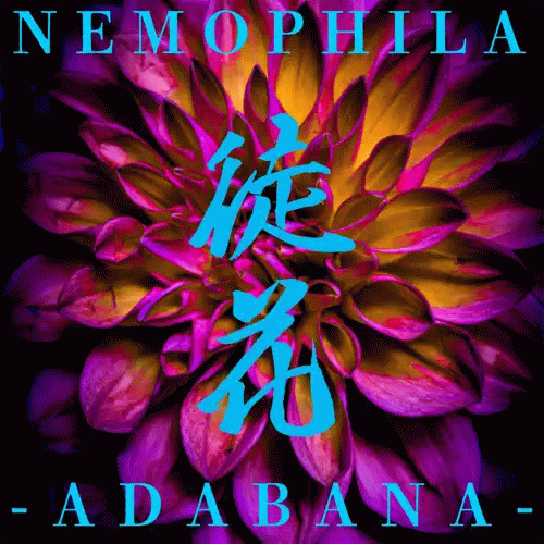 Nemophila : Adabana