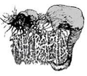 logo Neuralgia