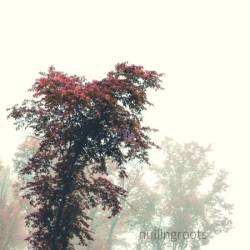 Nullingroots : Nullingroots