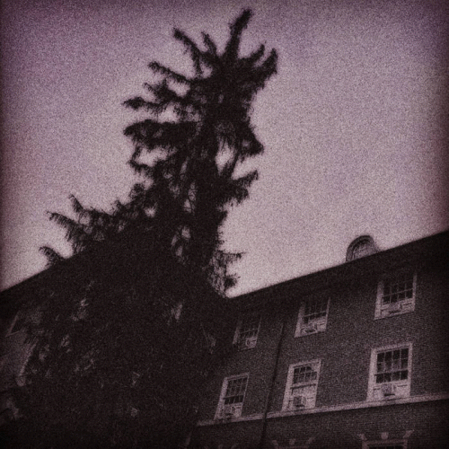 Nymphrenia : Untitled