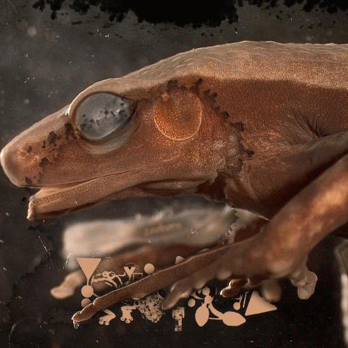 Phyllomedusa : Zooborn