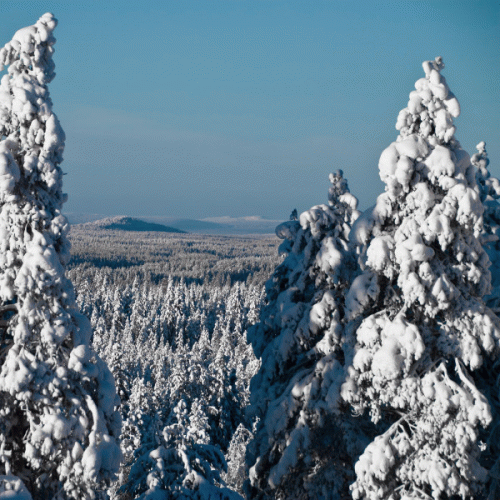 Saiva : Inlandsvinter