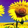 Sev : Sunflower