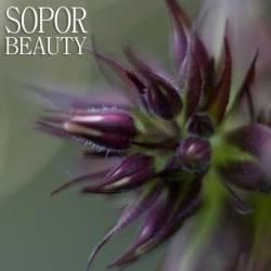Sopor : Beauty