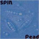 Spin : Pead