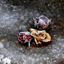 Trauer : Wintersturm