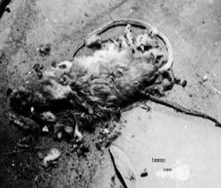 Yzordderrex : Etymology